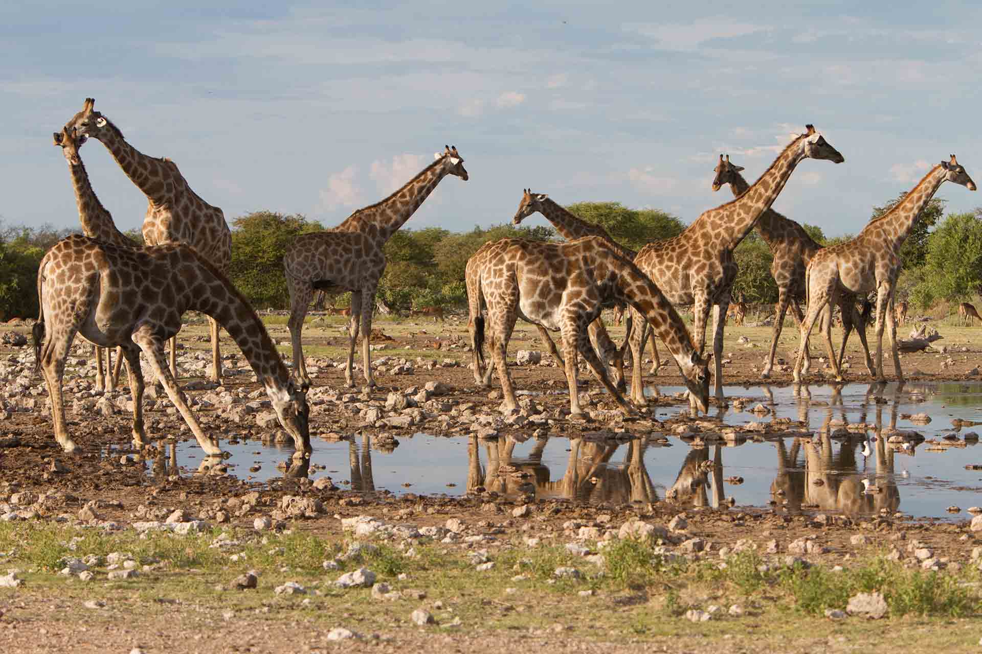 Girafes - Etosha - Namibie