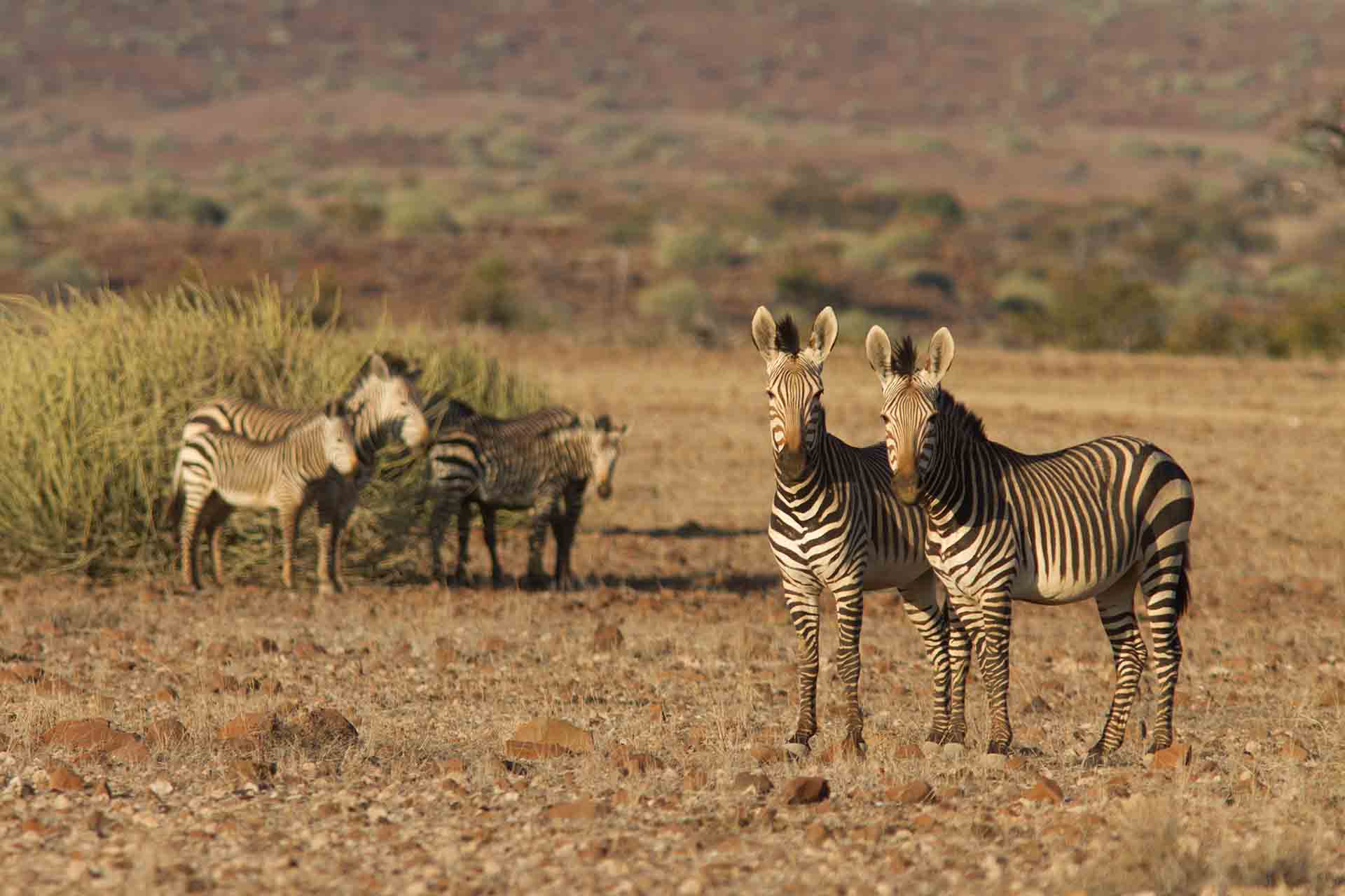 Damaraland - Namibie