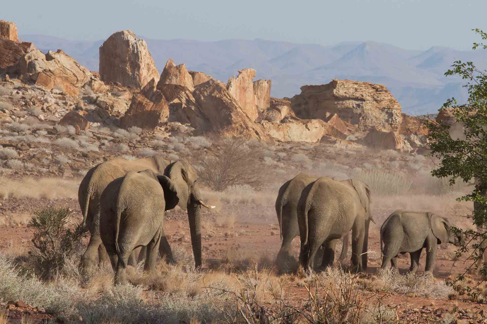 Eléphants du désert - Damaraland - Namibie