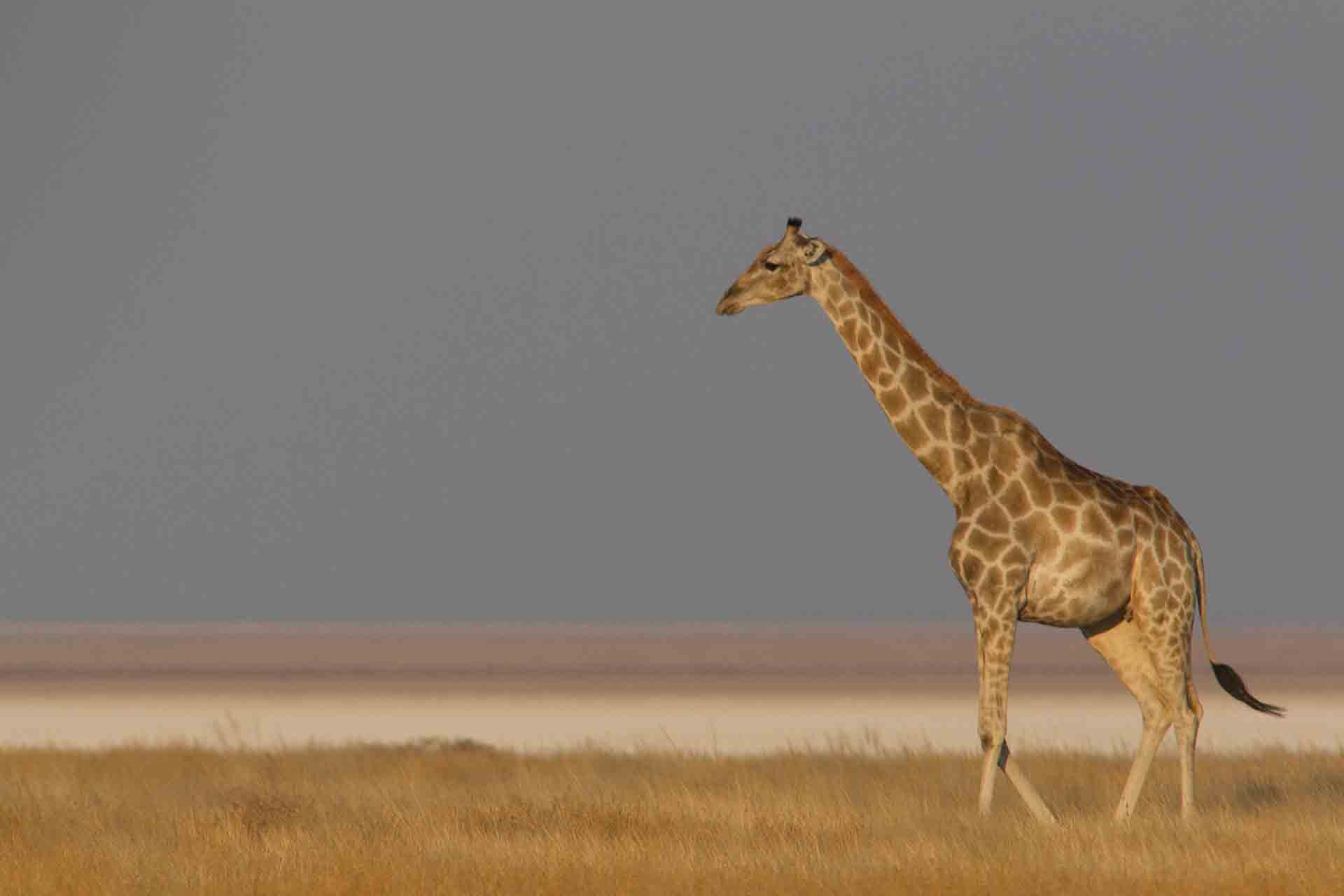 Parc d'Etosha - Namibie