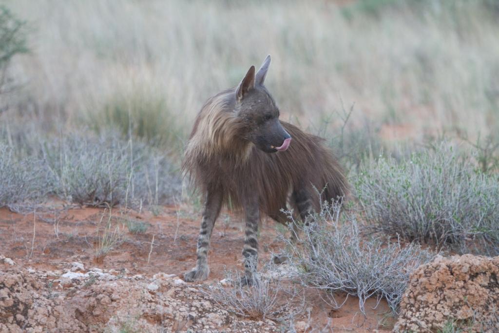 Hyène Brune - Parc du Kgalagadi