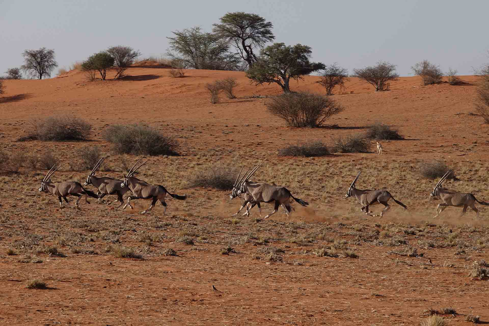 Désert du Kalahari