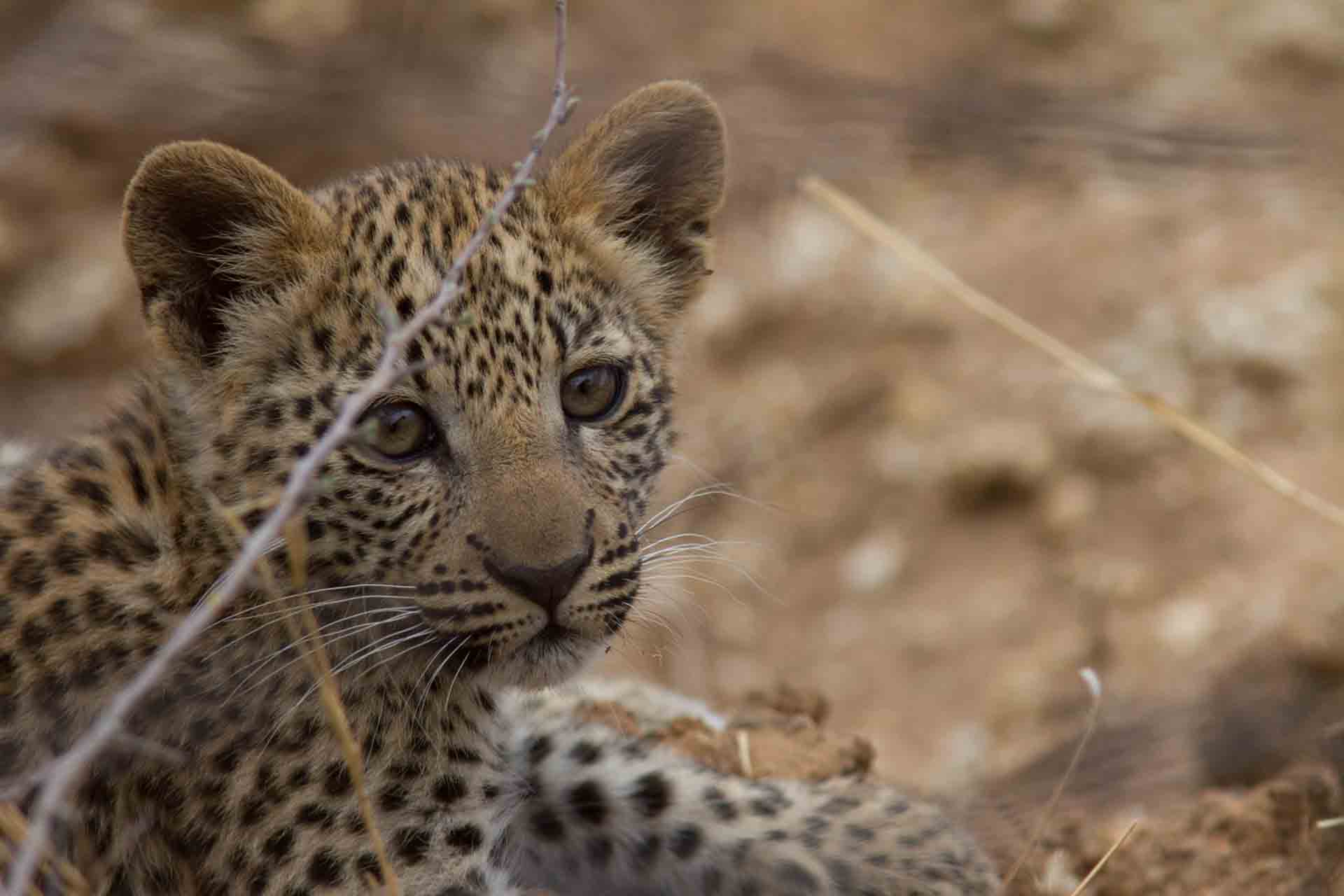 Léopard - Namibie