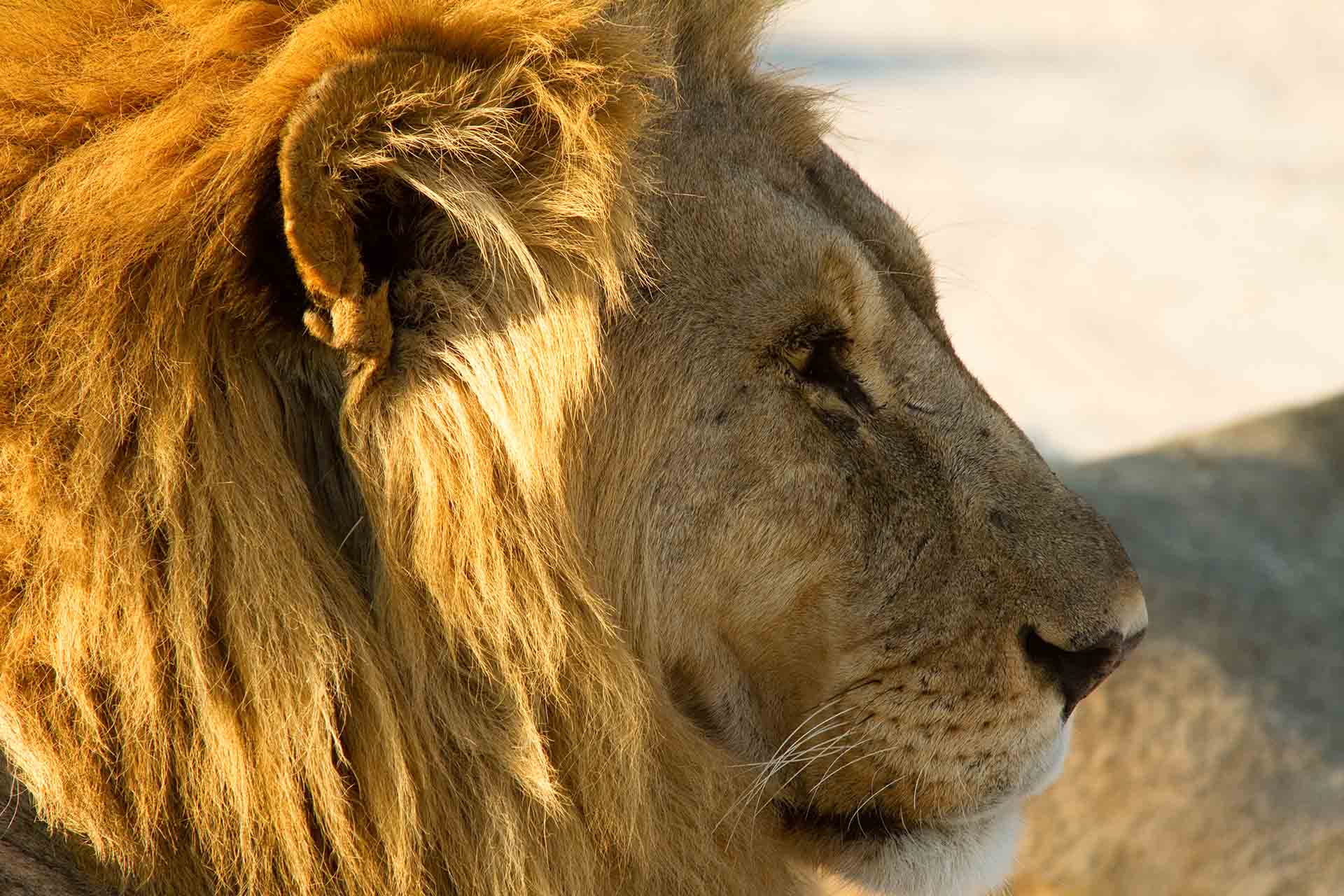 Parc d'Etosha - Namibie