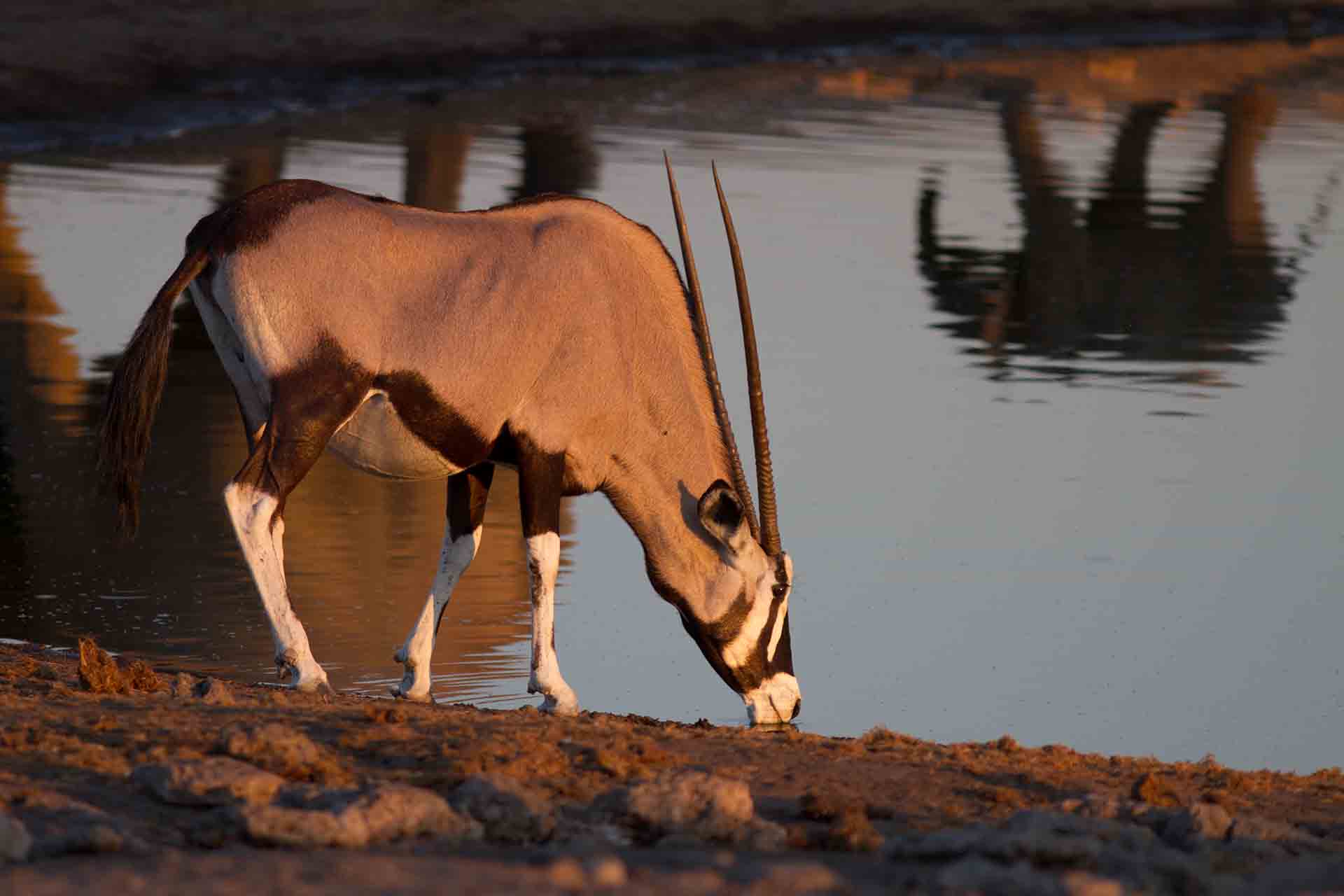 Oryx - Namibie